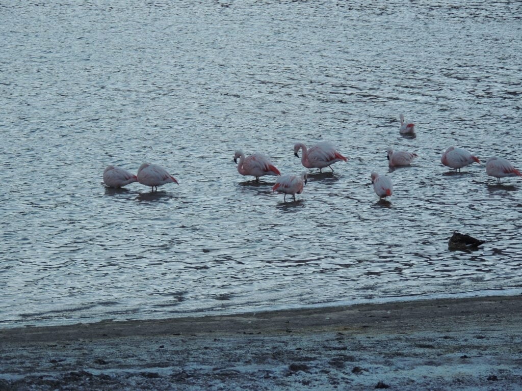 Muito amor pelos Flamingos - deserto do Atacama
