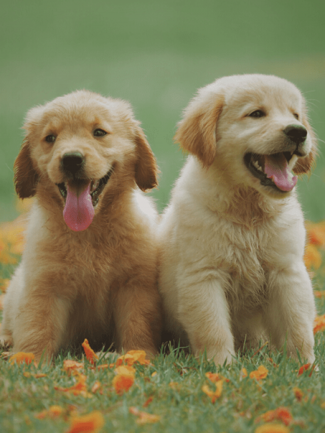 Dicas para viajar com os animais nas férias