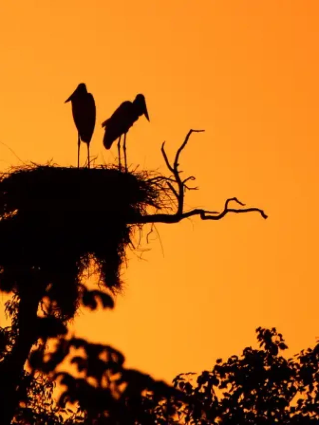 Pantanal: o bioma que ganhou destaque com a novela