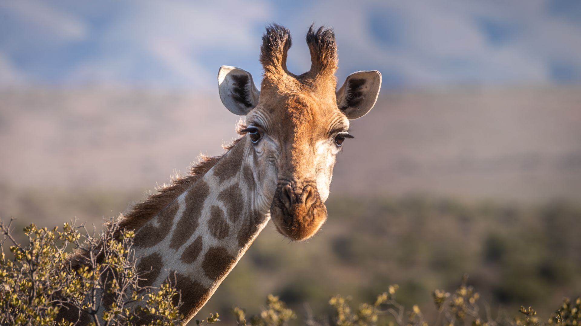 Safari no Sanbona: a maior reserva privada do Cabo Ocidental